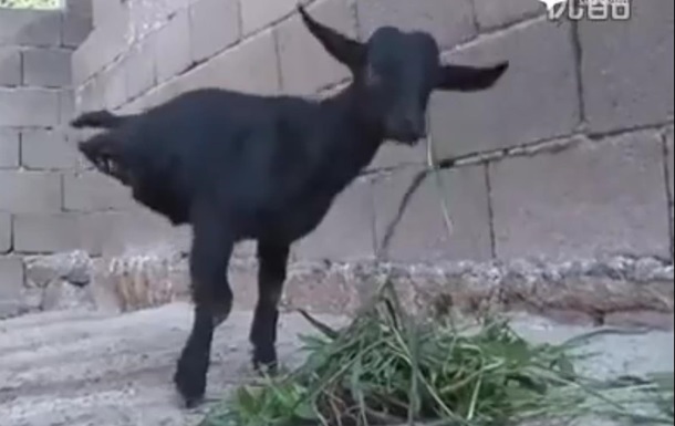 СМИ рассказали о жизни двуногой козы