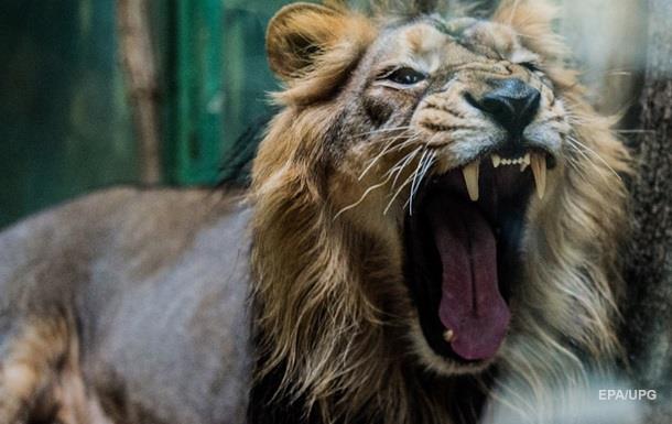 В Чили мужчина прыгнул в клетку ко львам