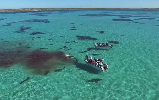 В Австралии 70 акул растерзали кита