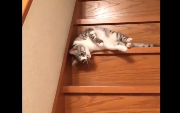 Видео с ленивым котом стало хитом соцсетей