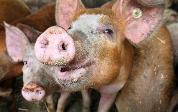 На Сумщине зафиксирована вспышка африканской чумы свиней