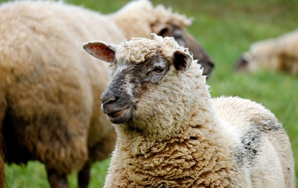 Овцы под марихуаной устроили бесчинства в Великобритании