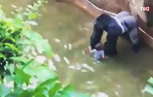У США вбили горилу, до якого впала дитина