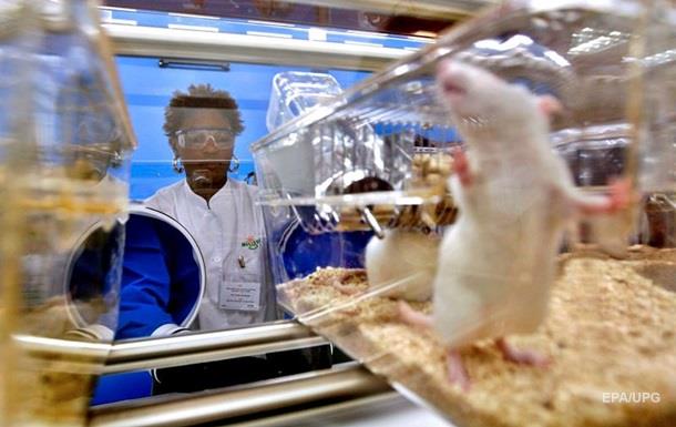 Связь мобильных телефонов с раком показали на крысах