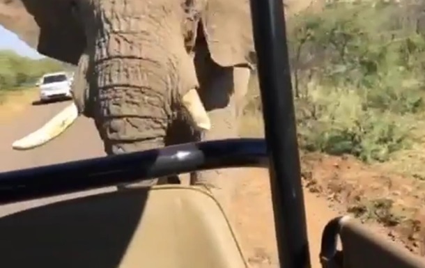 На Шварценеггера напал слон в Африке