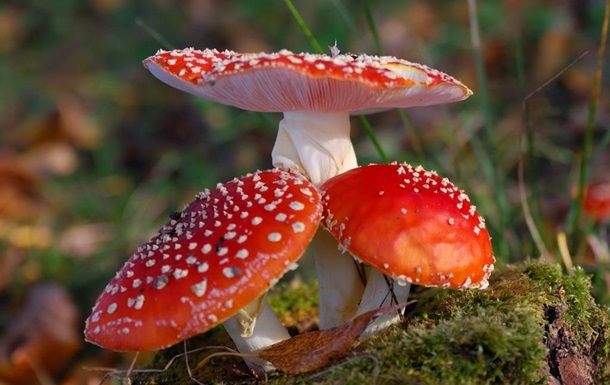 На Дніпропетровщині масове отруєння грибами