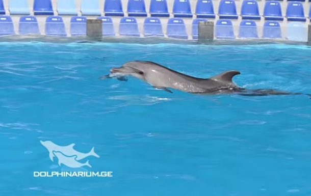 У Батумі дельфінятко народилося під час шоу