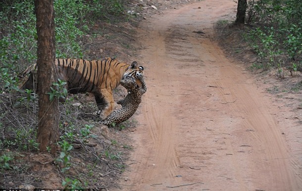 В Индии на глазах у туристов тигр загрыз леопарда