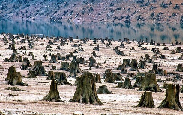 Массовая вырубка леса в Украине
