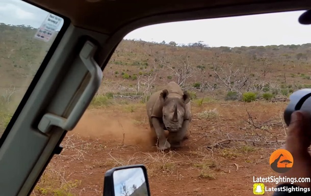 Нападение носорога на автомобиль сняли на видео