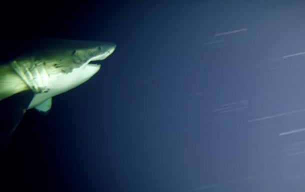 Спящую акулу-людоеда впервые сняли на видео