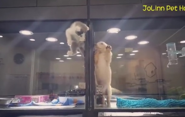 Мережу розчулило відео з втечею кошеняти до друга-цуценяти