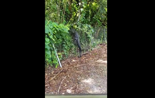 Удирающего через забор аллигатора сняли на видео
