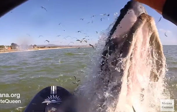 У Каліфорнії серфінгистка зіткнулася з китом