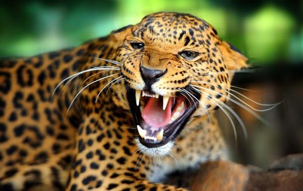 Леопард напал на жителей индийской деревни