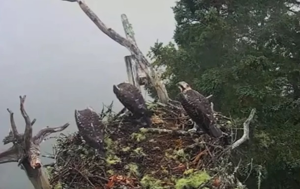 Атаку белоголового орлана на гнездо сняли на видео