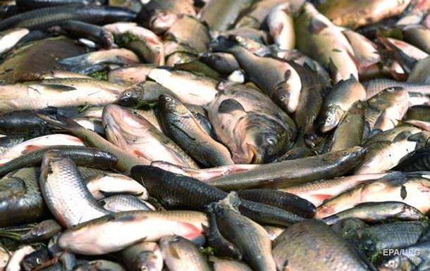 На Житомирщині зафіксовано мор риби