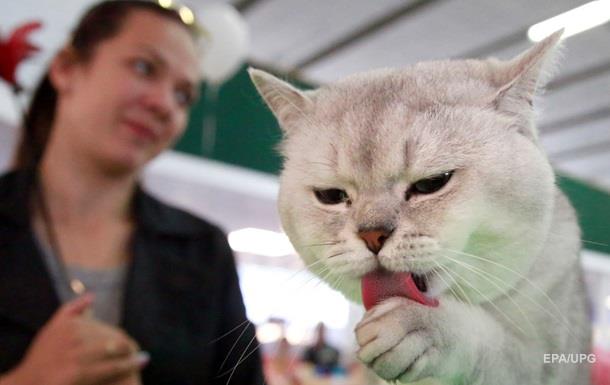 Владельцы котов чаще грустят - ученые