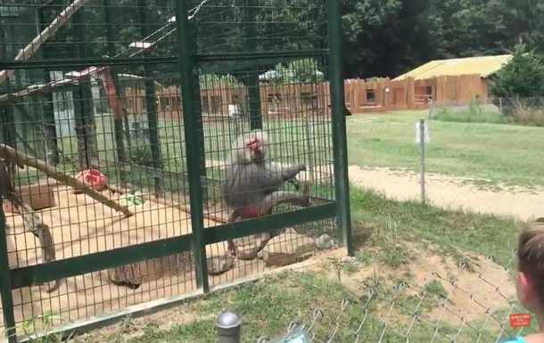 Бабуїн у зоопарку помстився фекаліями невихованій сім ї
