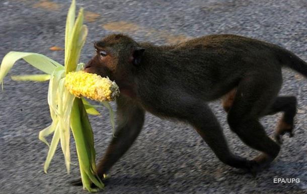 В Мариуполе обезьяна откусила палец младенцу