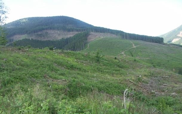 Власти устроили облаву на  черных  экспортеров леса