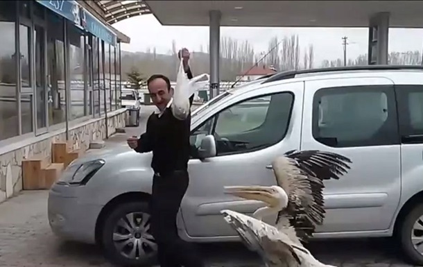 Голодний пелікан у гонитві за чоловіком потрапив на відео