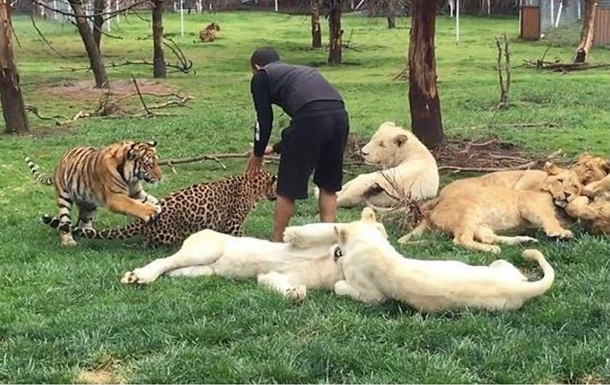 Тигр врятував зоолога від ягуара