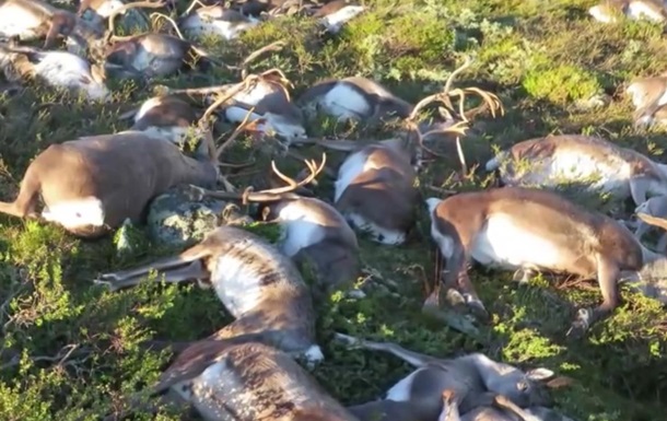 У Норвегії триста оленів загинули від удару однієї блискавки