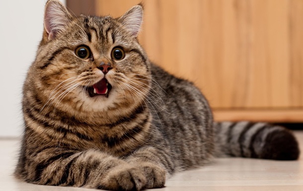 Биологи определили, как кошачий паразит  зомбирует  людей