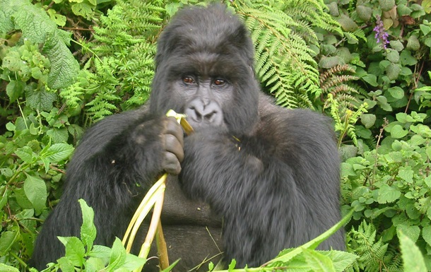 Экологи: Восточные гориллы находятся на грани исчезновения