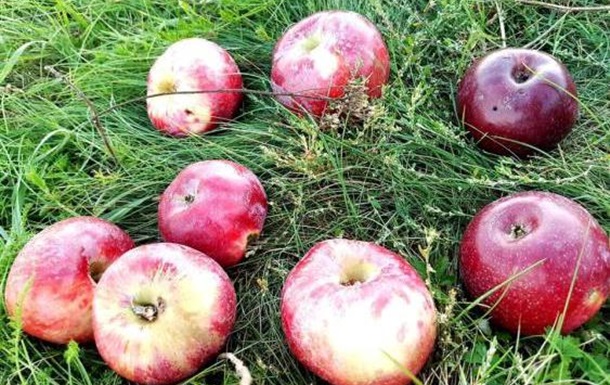 Яблука з Довженкового саду