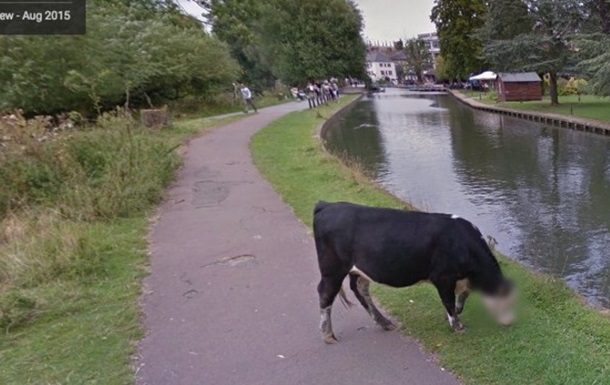 Google скрыл морду коровы в целях приватности