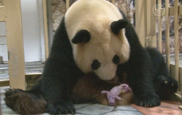 В Японии панда Раухин родила в восьмой раз
