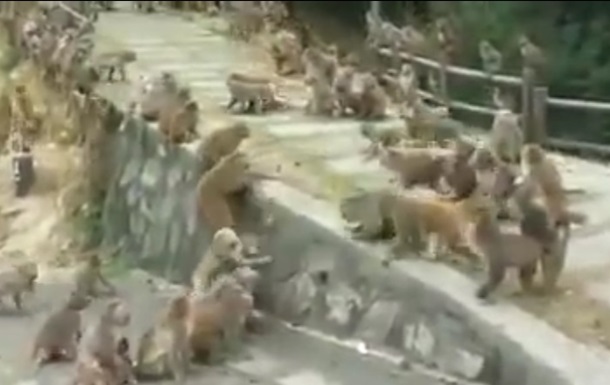 Масову бійку мавп зняли на відео