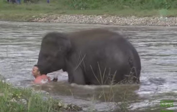 Слон бросился спасать тонущего человека. Хит сети