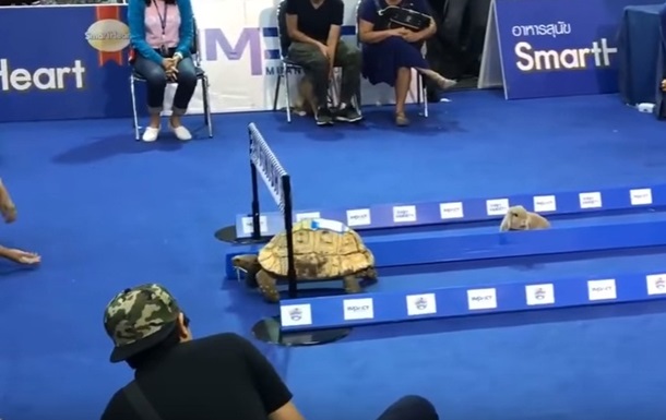 В Таиланде черепаха выиграла забег у кролика
