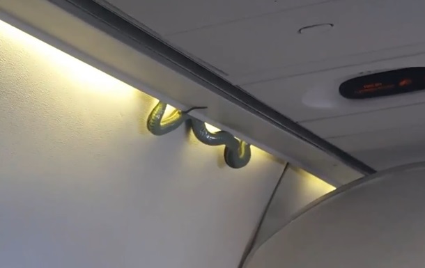 Змія на борту літака викликала паніку