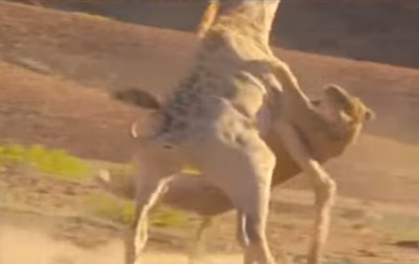 Рідкісне відео: сутичка левиці і жирафа
