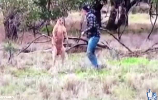 Австралієць побився з кенгуру через пса. Хіт мережі