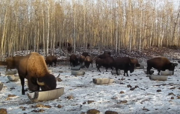 В Канаде умер хозяин  украиноязычных  бизонов