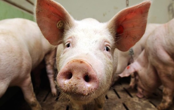 У чотирьох областях України зафіксована чума свиней