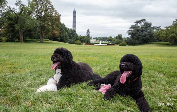 Собака Обами покусав гостю Білого дому - ЗМІ