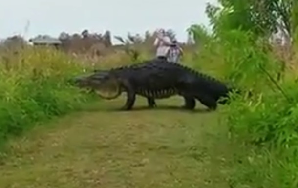 У США зняли на відео гігантського алігатора