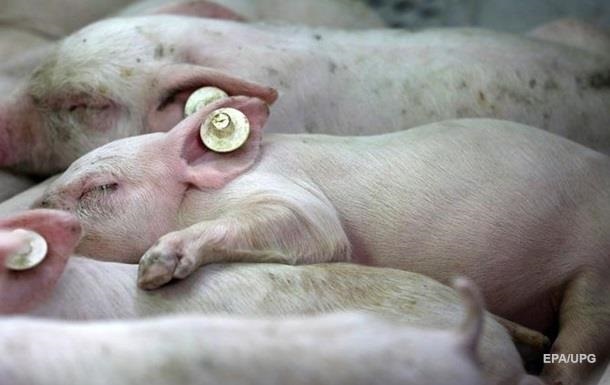 У шести областях України зафіксована чума свиней