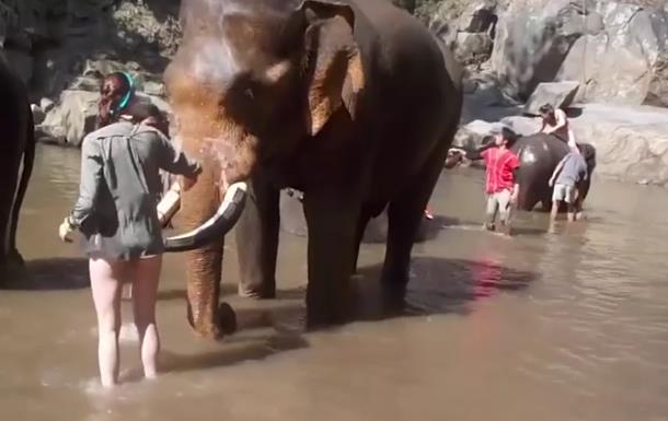 Слон атакував туристку в Таїланді