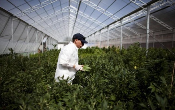 В Голландии хотят узаконить выращивание марихуаны