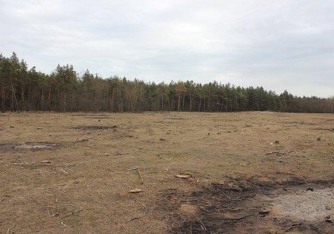 На Николаевщине в Новоодесском районе уже несколько дней масштабно рубят лес