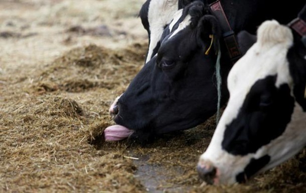 В Украине рекордно упало поголовье скота