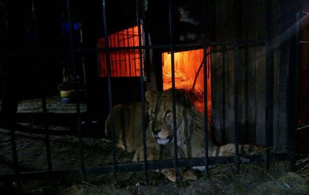 В Запорожье лев напал на посетителя бани