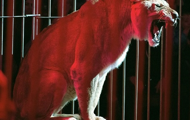 На Черниговщине убили львицу, напавшую на человека